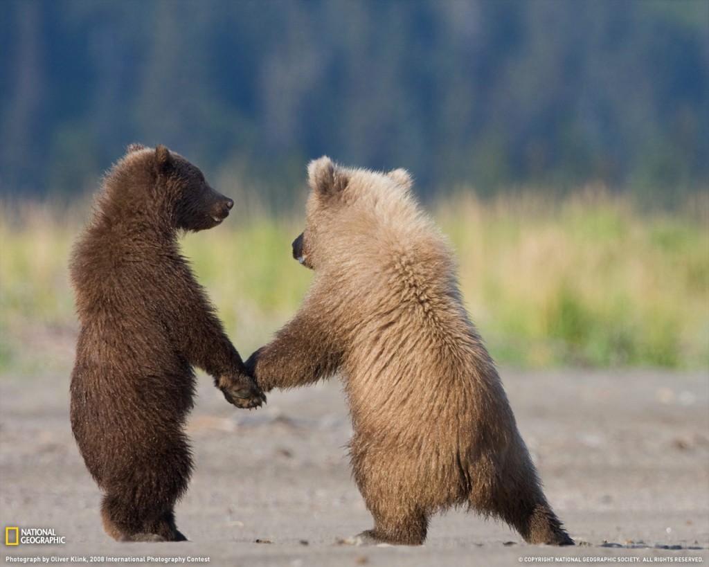 Grizzly bears holding hands