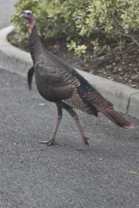 Thanksgiving Fresh Turkey