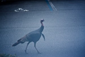 turkey-04 Turkey, Thanksgiving