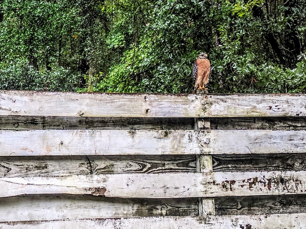 Pre-storm local wildlife hanging out on our fence.